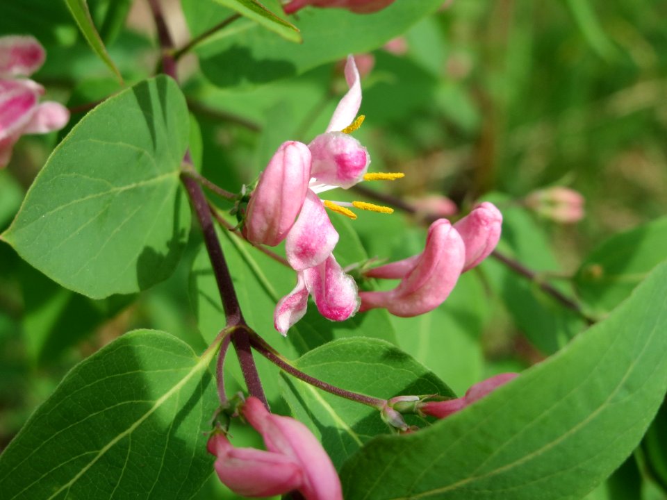 20150426Lonicera_tatarica3