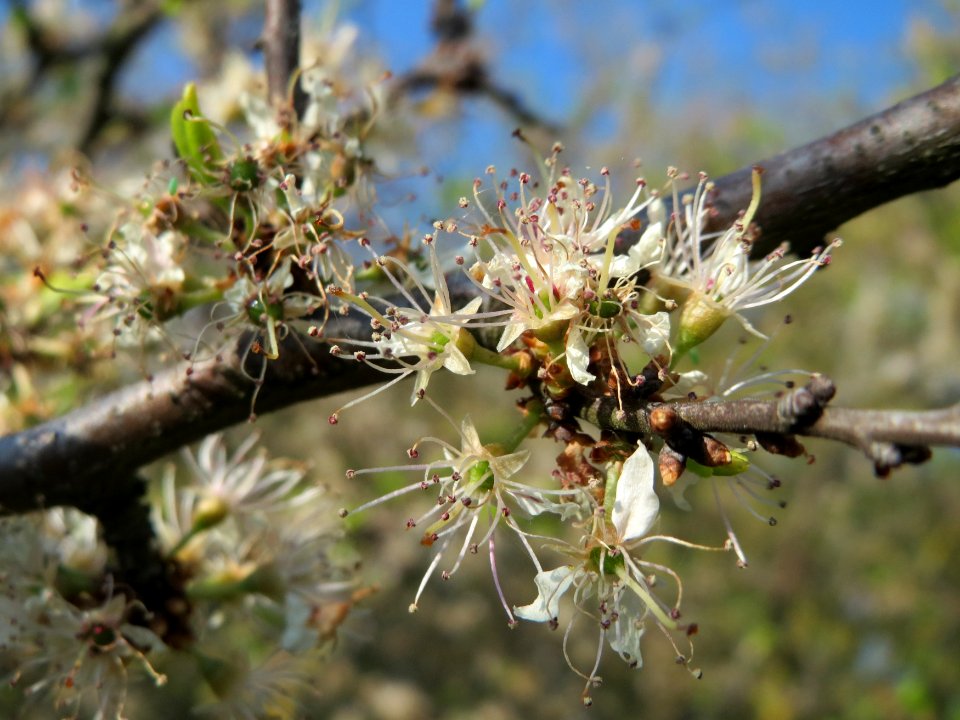 20150423Prunus_spinosa5