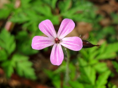 20150426Geranium_robertianum2