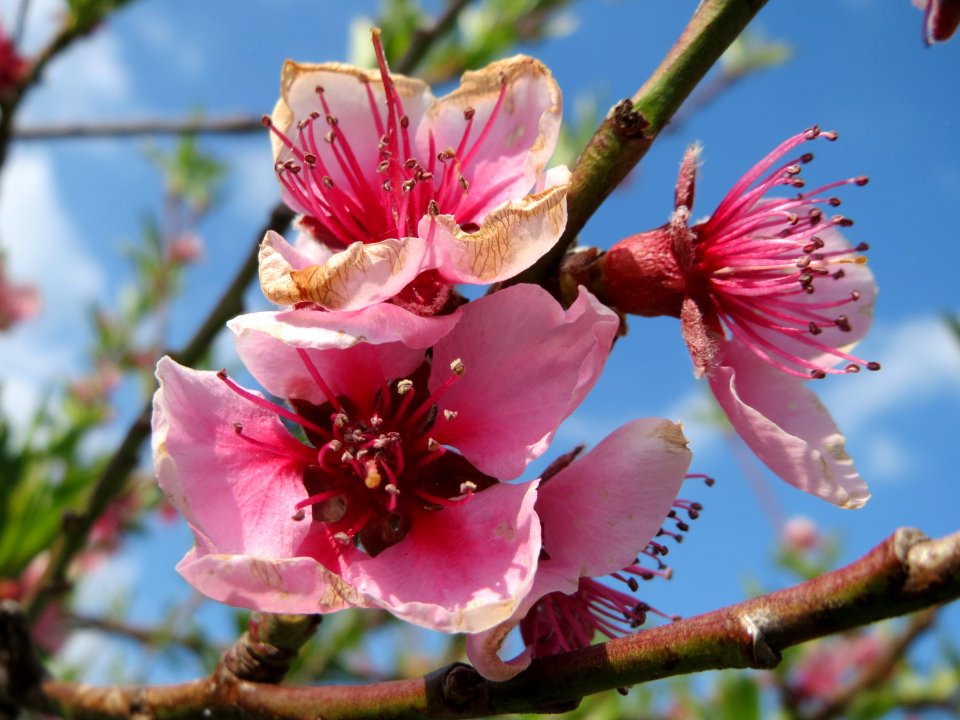 20150423Prunus_dulcis1