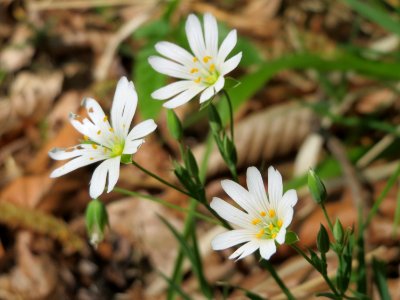 20150424Stellaria_holostea3