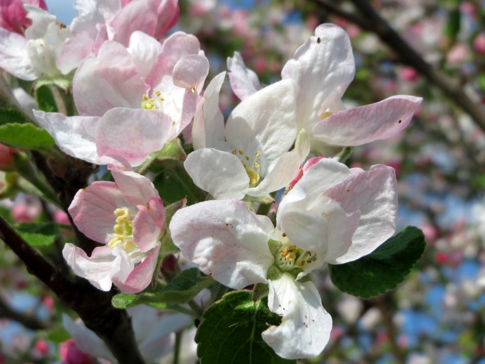 20150423Malus_domestica7