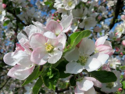 20150423Malus_domestica6