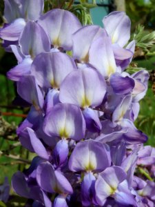 20150426Wisteria_floribunda3