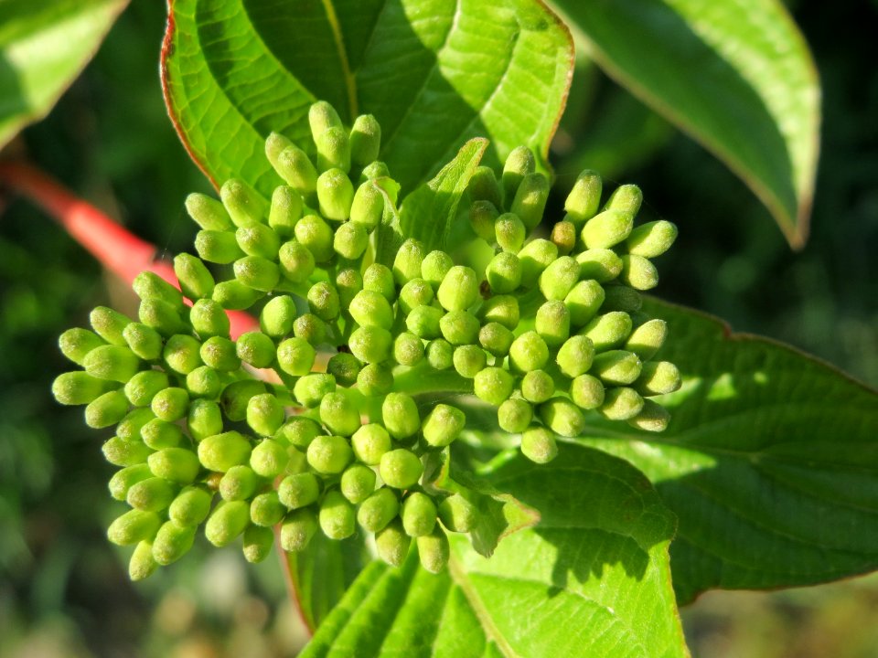 20150423Cornus_alba4