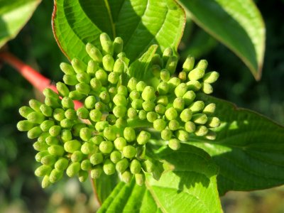 20150423Cornus_alba4