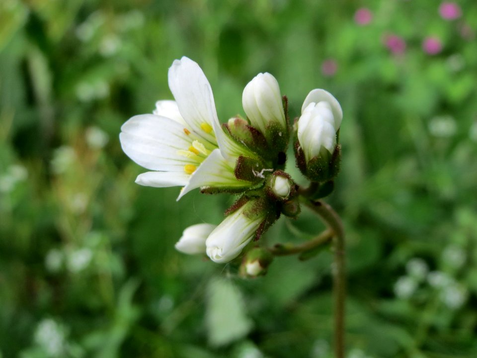 20150426Saxifraga_granulata4