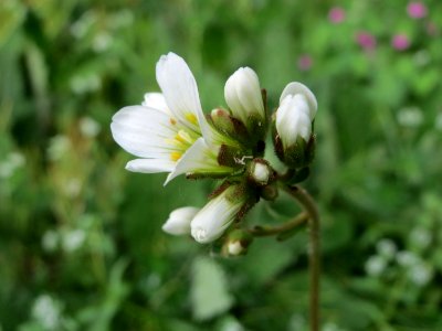 20150426Saxifraga_granulata4