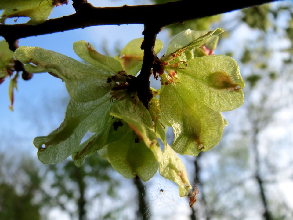 20150426Ulmus_minor3