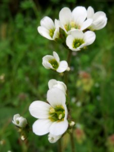 20150426Saxifraga_granulata5