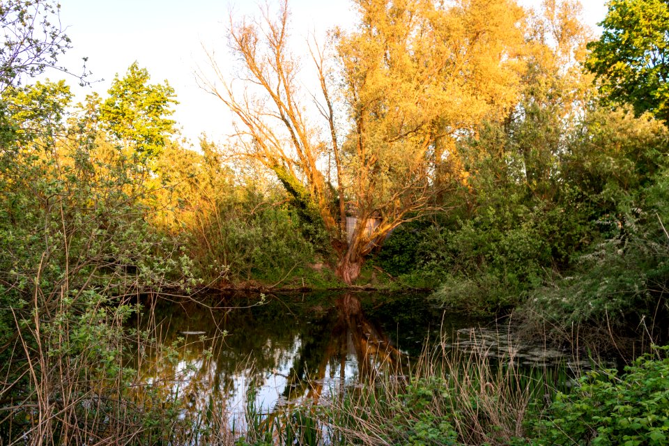 20150510_Hönower_Weiherkette_-_Entenpfuhl_(Rallenweiher)_by_sebaso_IMG_4167