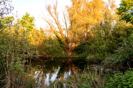 20150510_Hönower_Weiherkette_-_Entenpfuhl_(Rallenweiher)_by_sebaso_IMG_4167
