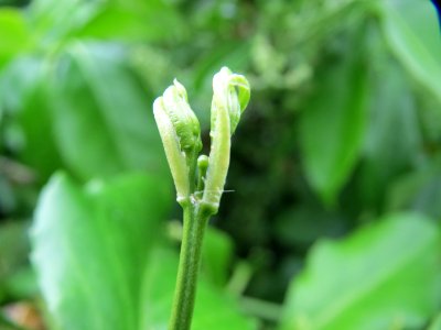 20150427Euonymus_japonicus1