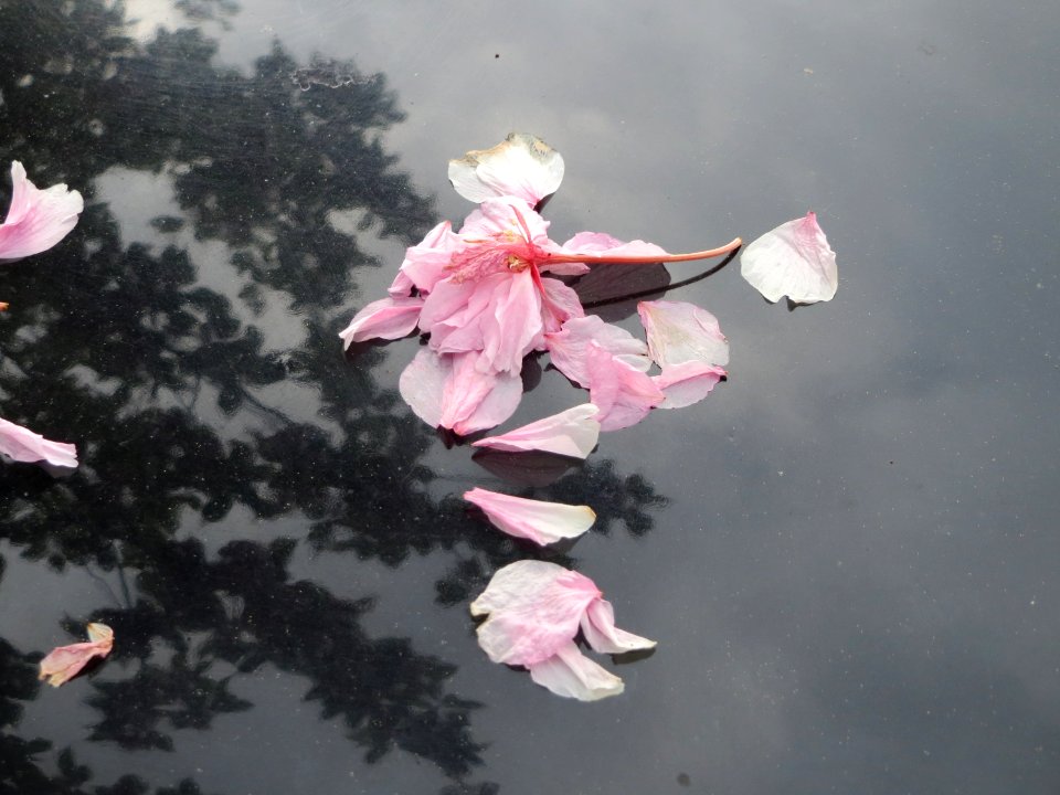 20150427Prunus_serrulata6