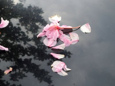 20150427Prunus_serrulata6