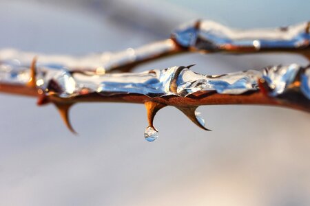 Winter nature plant photo