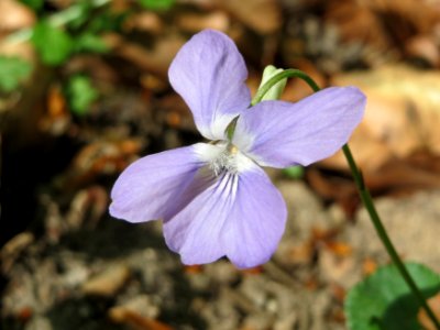 20150424Viola_riviniana2