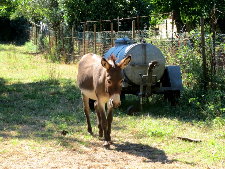20150803Esel_Hockenheim