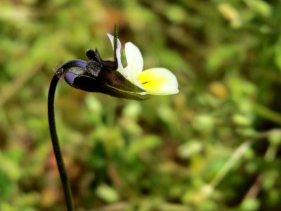 20150424Viola_arvensis2