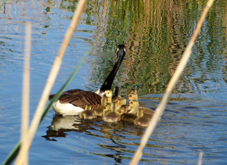 20150510Branta_canadensis6