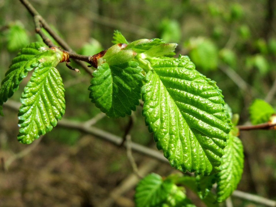 20150424Ulmus_minor4