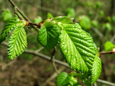 20150424Ulmus_minor4