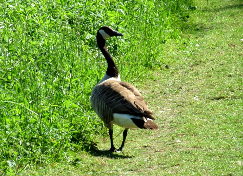 20150510Branta_canadensis1