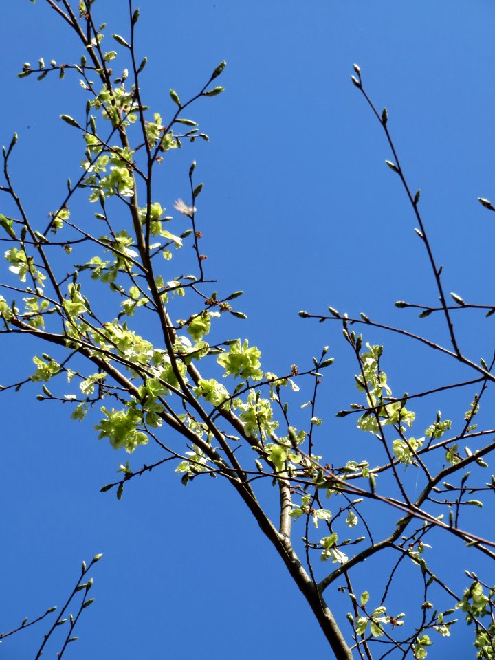 20150424Ulmus_minor1