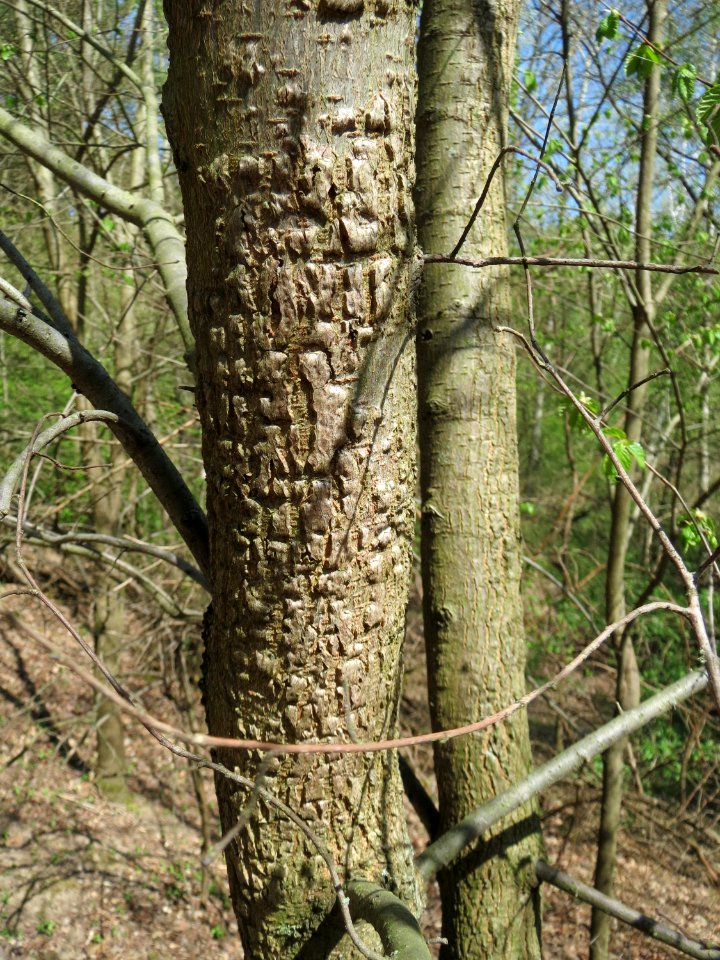20150424Ulmus_minor2