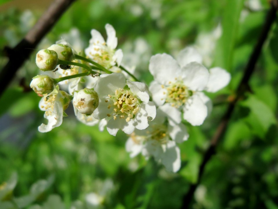 20150423Prunus_padus6