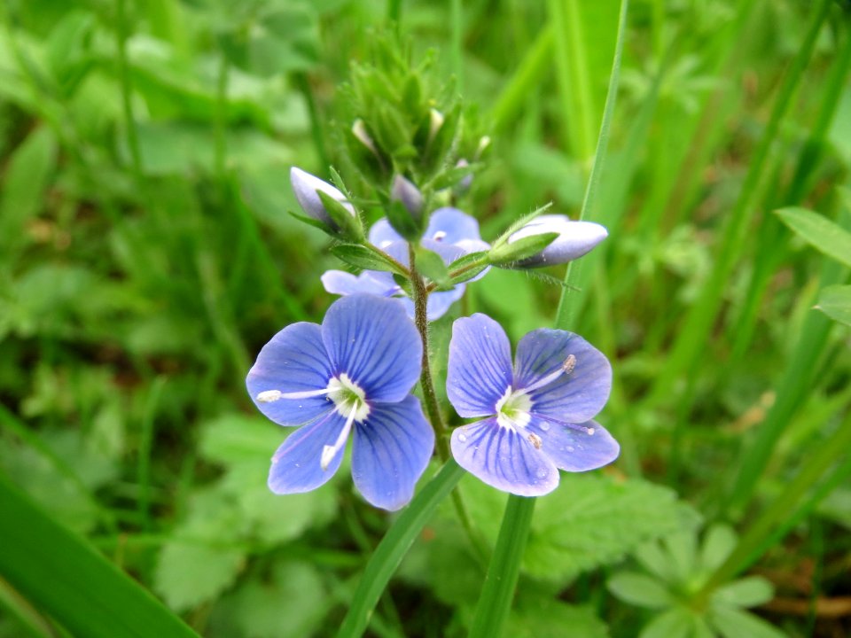 20150425Veronica_chamaedrys