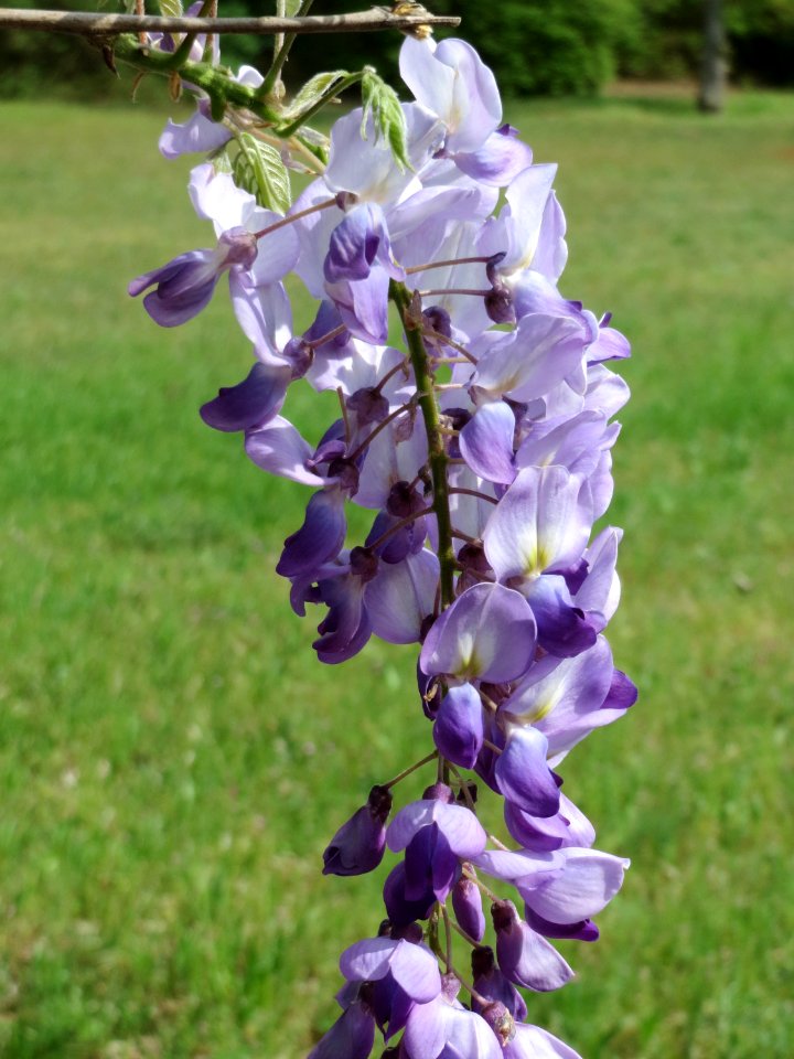 20150426Wisteria_floribunda1