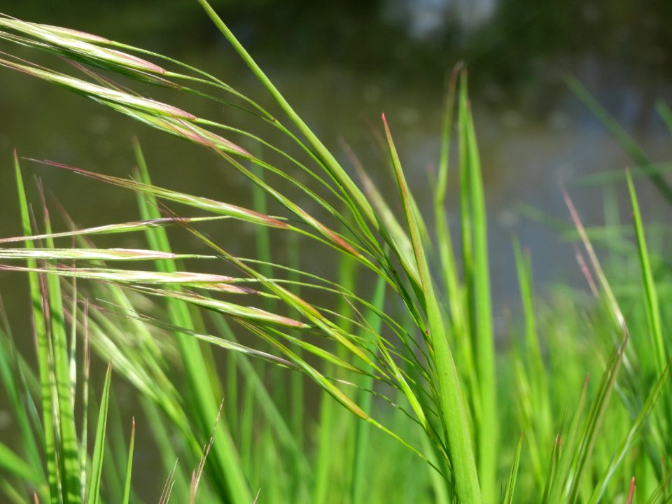 20150423Bromus_sterilis1