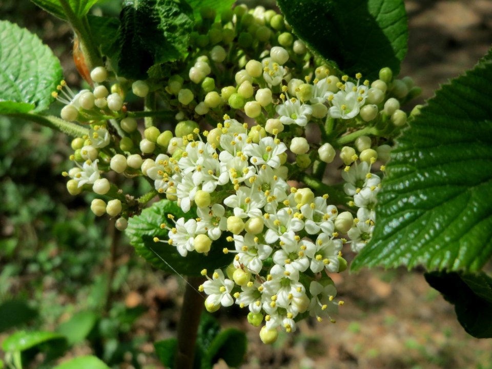20150424Viburnum_lantana