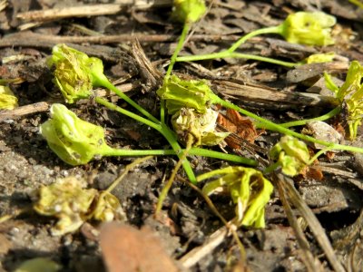20150426Acer_platanoides3