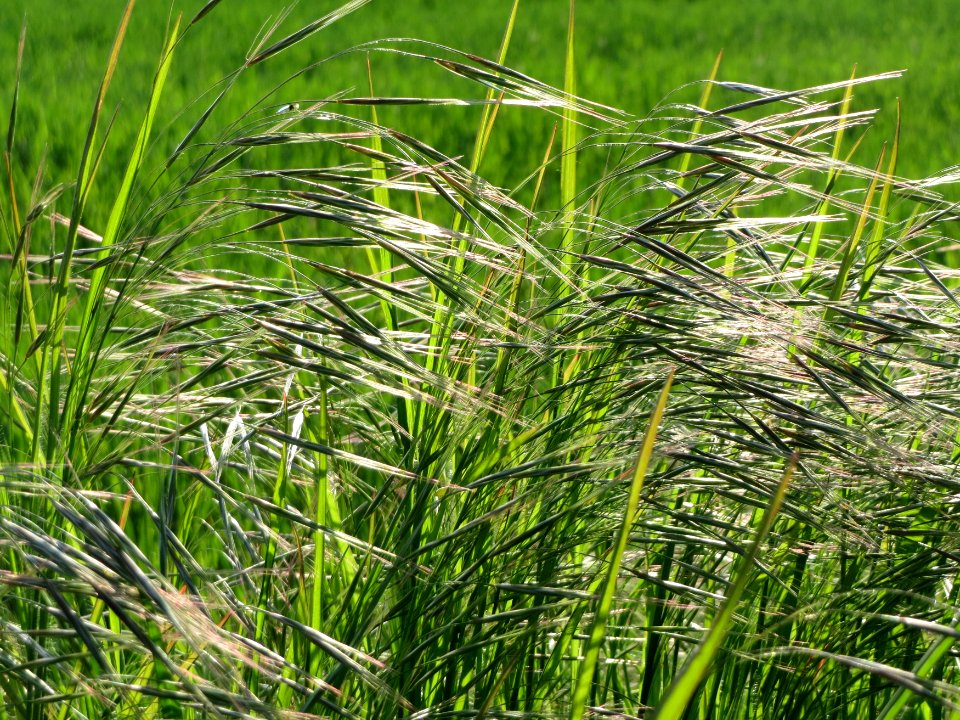 20150423Bromus_sterilis4