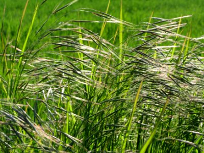 20150423Bromus_sterilis4