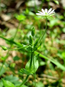 20150424Stellaria_nemorum2