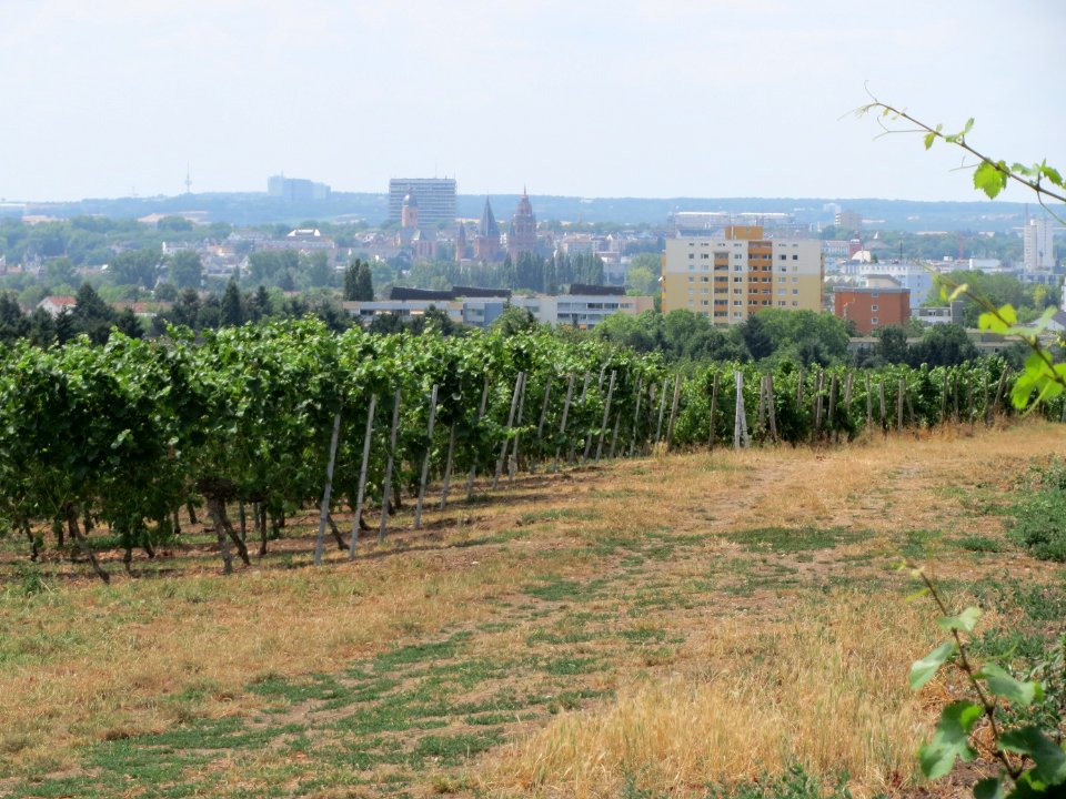 20150722Wein_Kostheim4