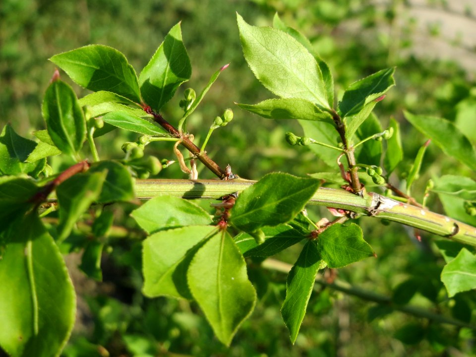 20150423Euonymus_alatus2
