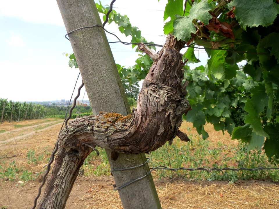 20150722Wein_Kostheim3