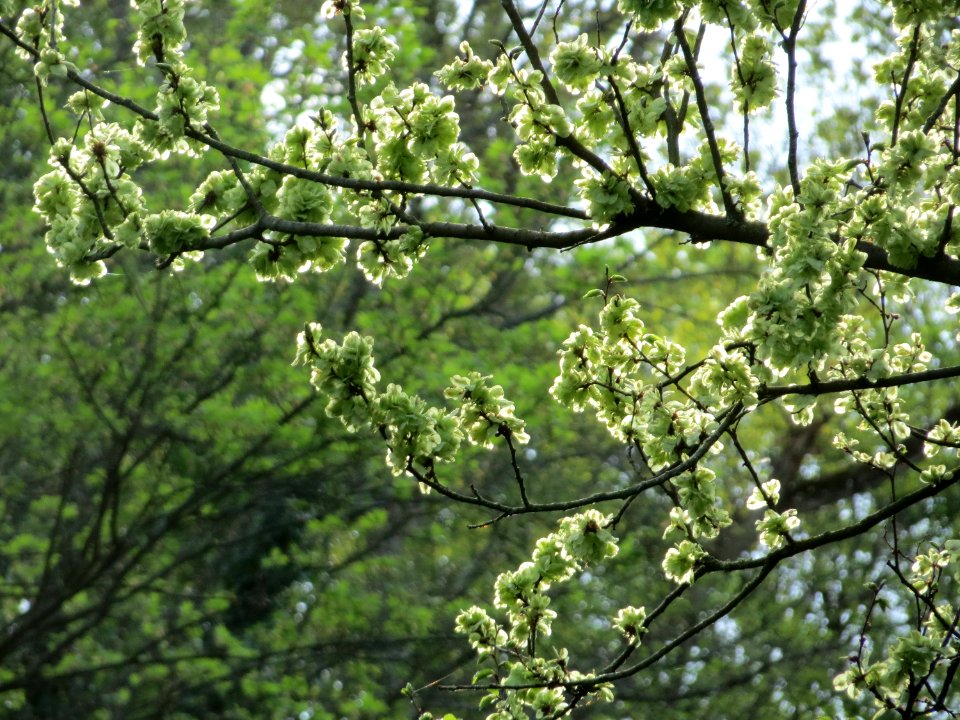 20150426Ulmus_minor1