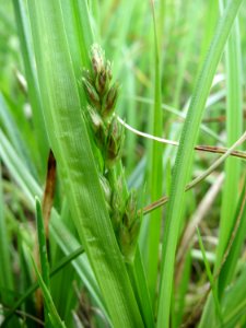 20150428Carex_cuprina6