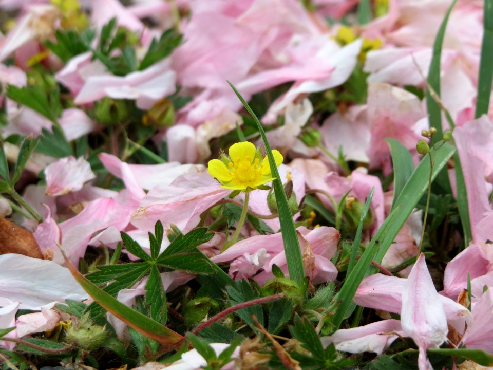20150427Prunus_serrulata5