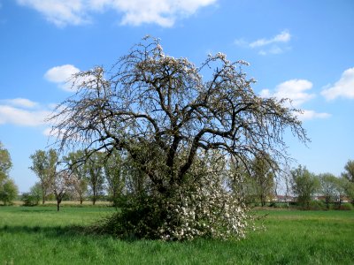 20150423Malus_domestica1