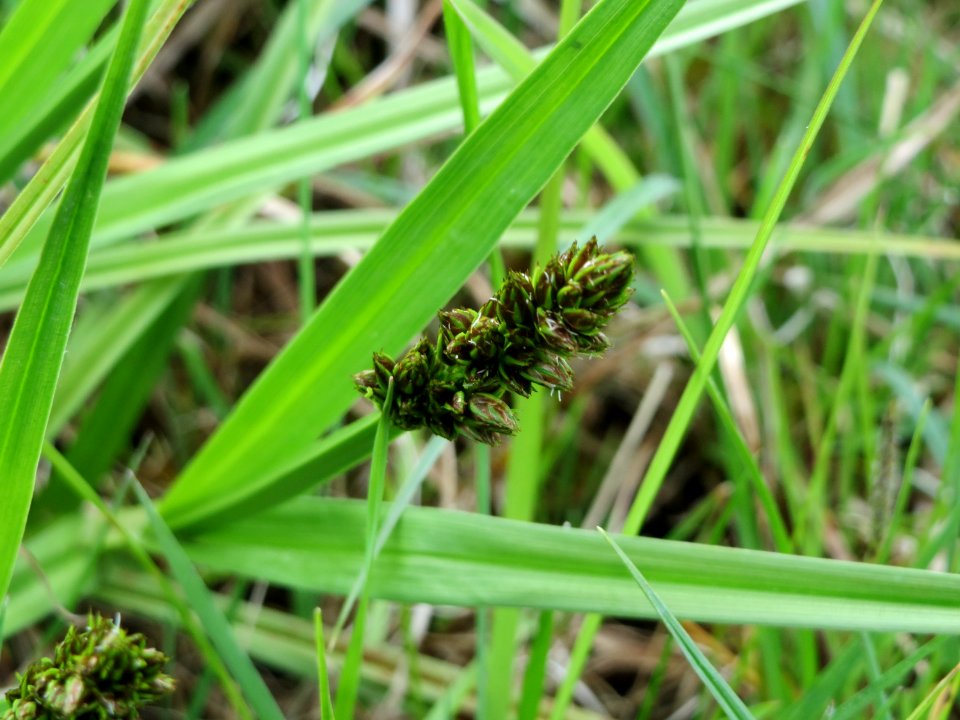 20150428Carex_cuprina7