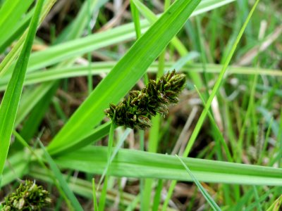 20150428Carex_cuprina7