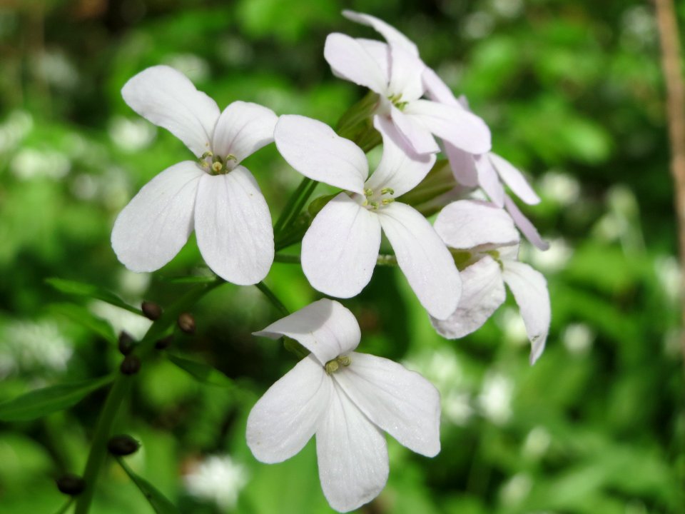 20150426Cardamine_pratensis2