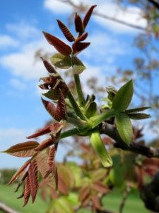 20150423Juglans_regia4
