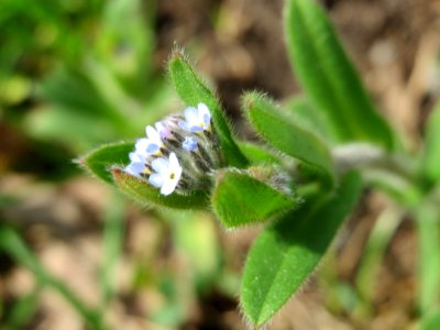 20150428Myosotis_arvensis6